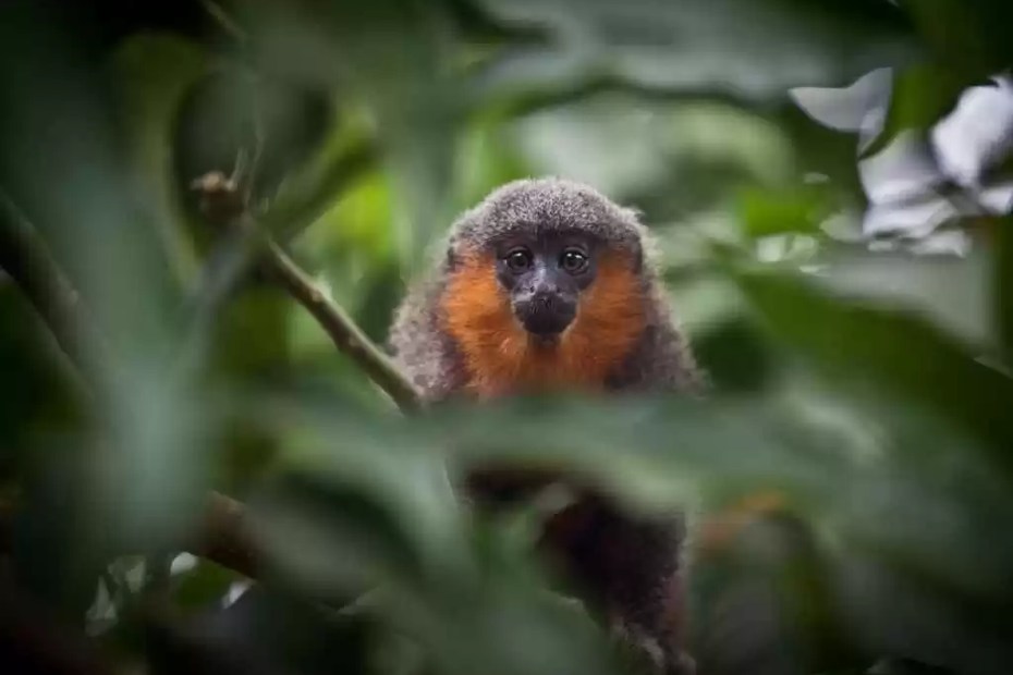 Animais em Extinção
