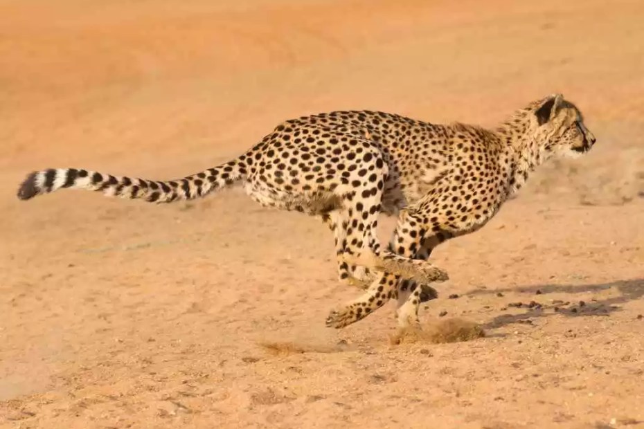 Os Animais Mais Rápidos do Planeta